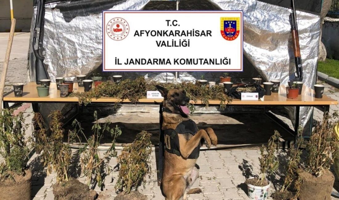 AFYONKARAHİSAR (AA) – Afyonkarahisar'ın Dinar ilçesinde ormanlık alanda kenevir yetiştiren