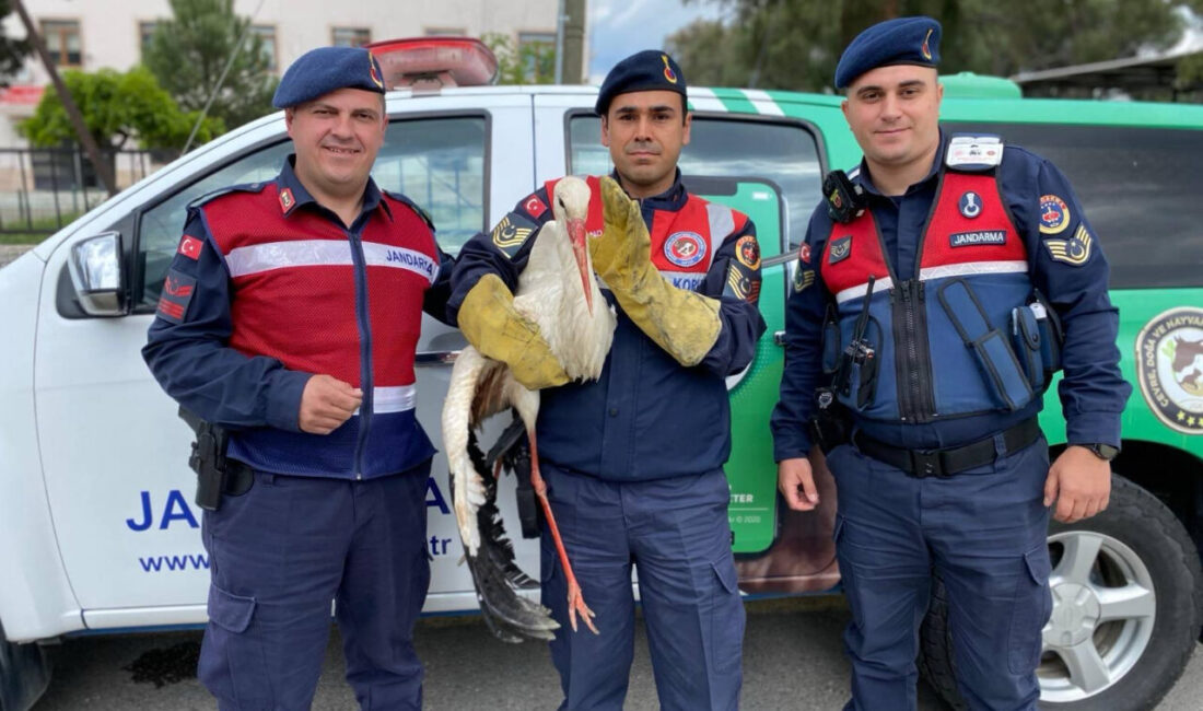 Aydın'ın Çine ilçesinde jandarma ekiplerince yaralı halde bulunan leylek, tedavi