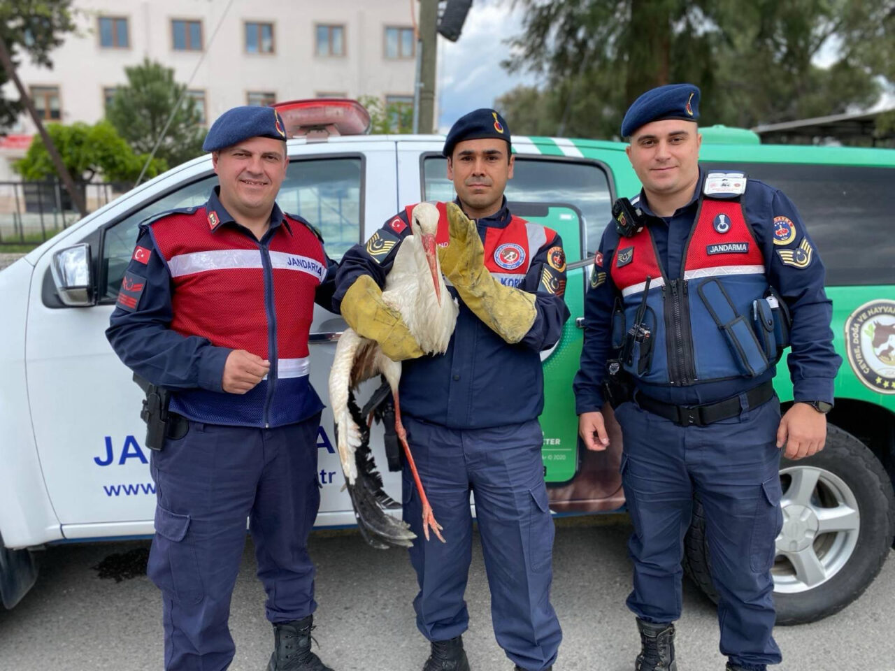 Aydın'ın Çine ilçesinde jandarma ekiplerince yaralı halde bulunan leylek, tedavi