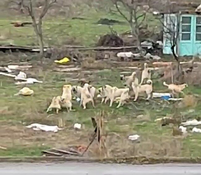 Eskişehir’de bir bölgeyi mesken edinen onlarca sokak köpeği çevreden geçenlere