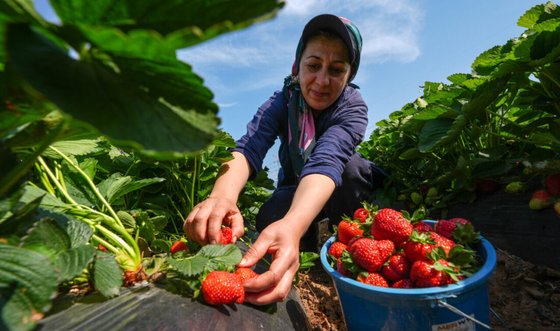 İzmir'de kokusu ve aromasıyla ilgi gören Emiralem çileğinde bu yıl