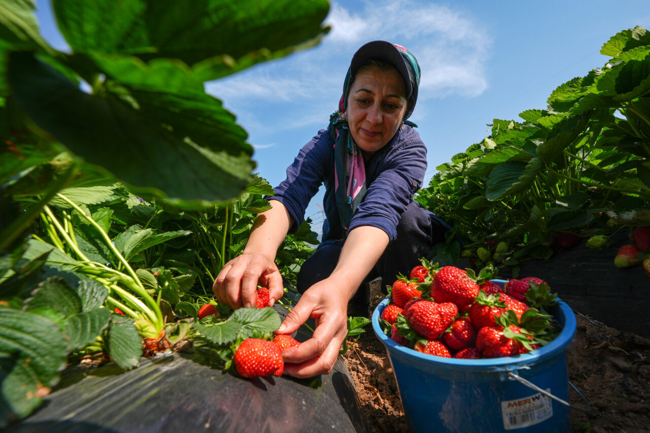 İzmir'de kokusu ve aromasıyla ilgi gören Emiralem çileğinde bu yıl
