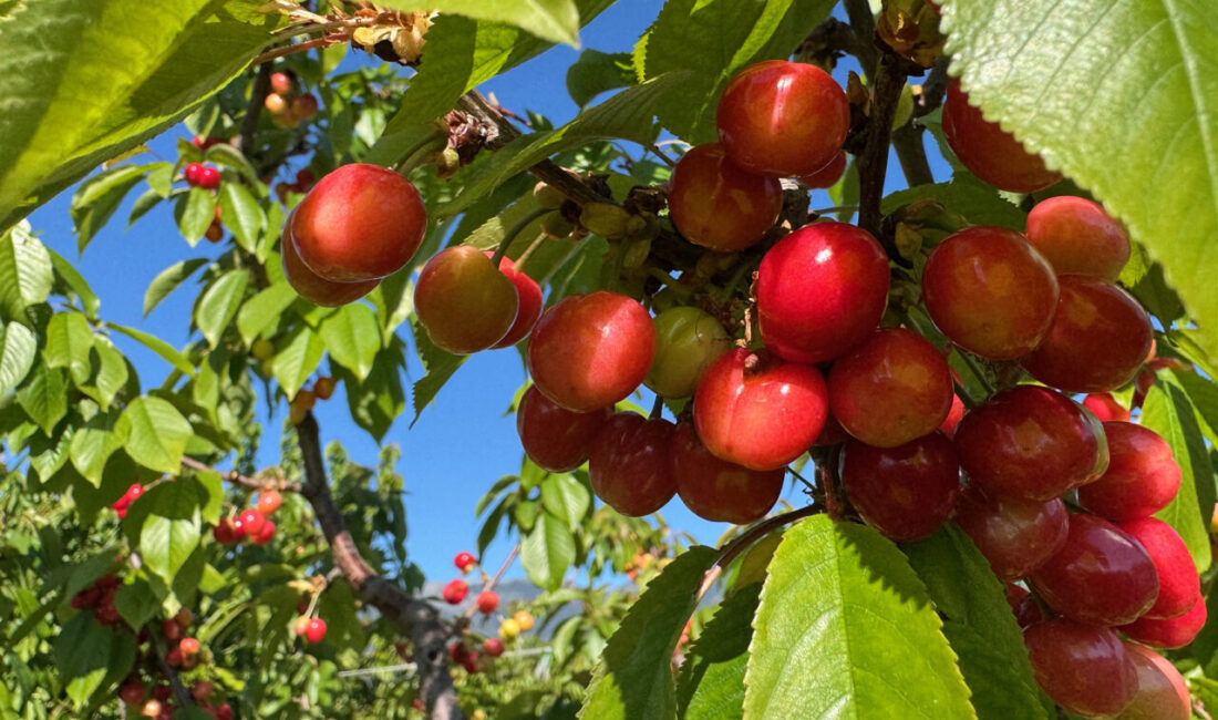 Türkiye'nin erkenci kiraz üretim merkezi Manisa'nın Şehzadeler ilçesinde sezonun ilk