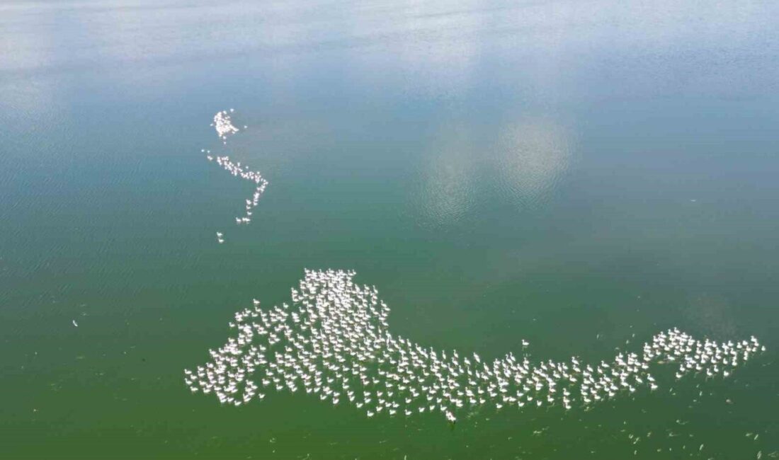 Her yıl olduğu gibi, Allı turna olarak bilinen flamingolar, Afyonkarahisar’ın