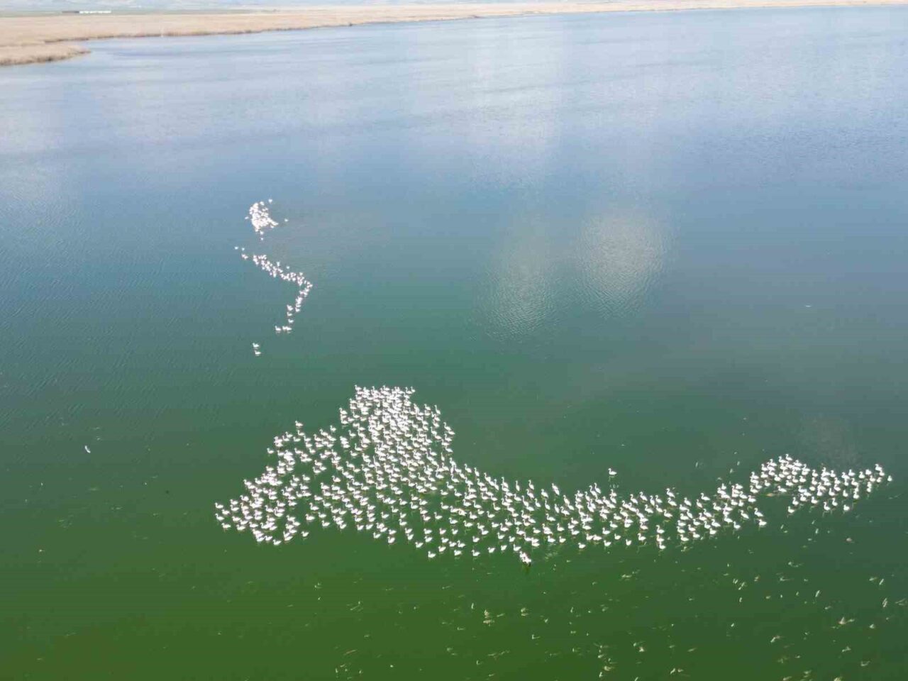Her yıl olduğu gibi, Allı turna olarak bilinen flamingolar, Afyonkarahisar’ın