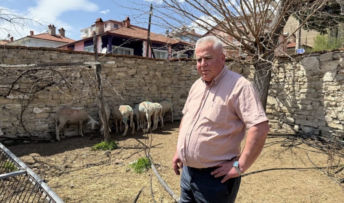 Kütahya'nın Domaniç ilçesinde sahipsiz köpeklerin saldırdığı 7 koyun parçalanarak telef