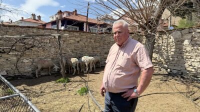 Kütahya'nın Domaniç ilçesinde sahipsiz köpeklerin saldırdığı 7 koyun parçalanarak telef