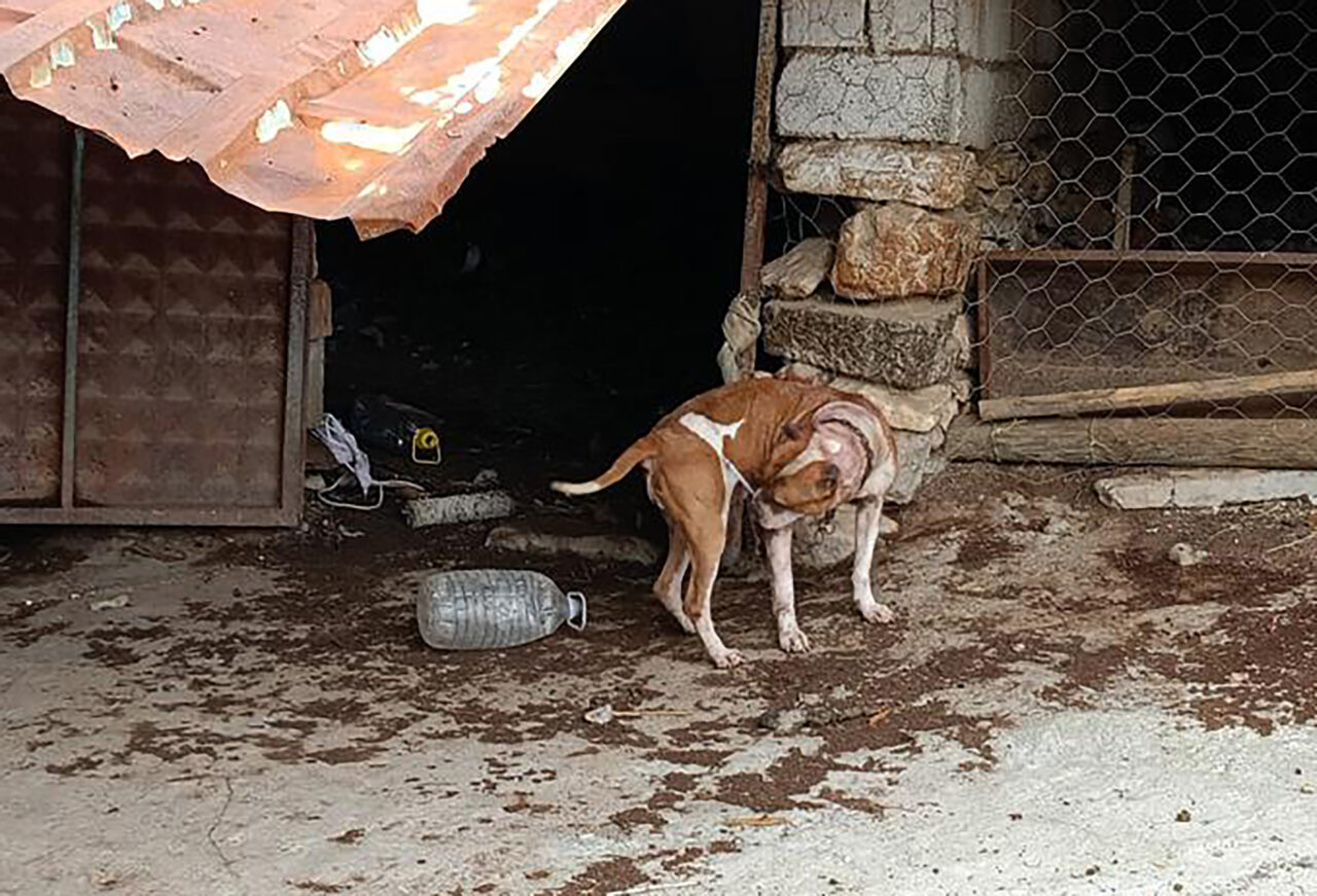 Manisa'nın Salihli ilçesinde, yasaklı ırk köpek besleyen 2 kişiye, 304
