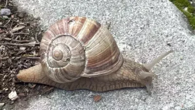 Bahar aylarında yumuşayan topraktan çıkmaya başlayan salyangozlar, birçok kişi tarafından