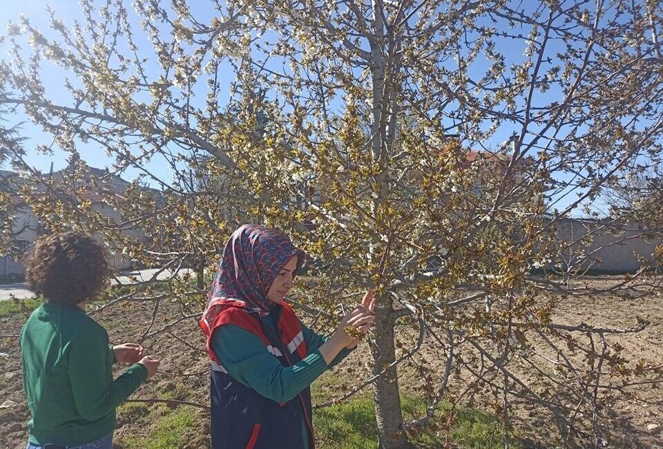 Afyonkarahisar’da etkili olan zirai don, tarım arazilerinde ciddi zarara yol