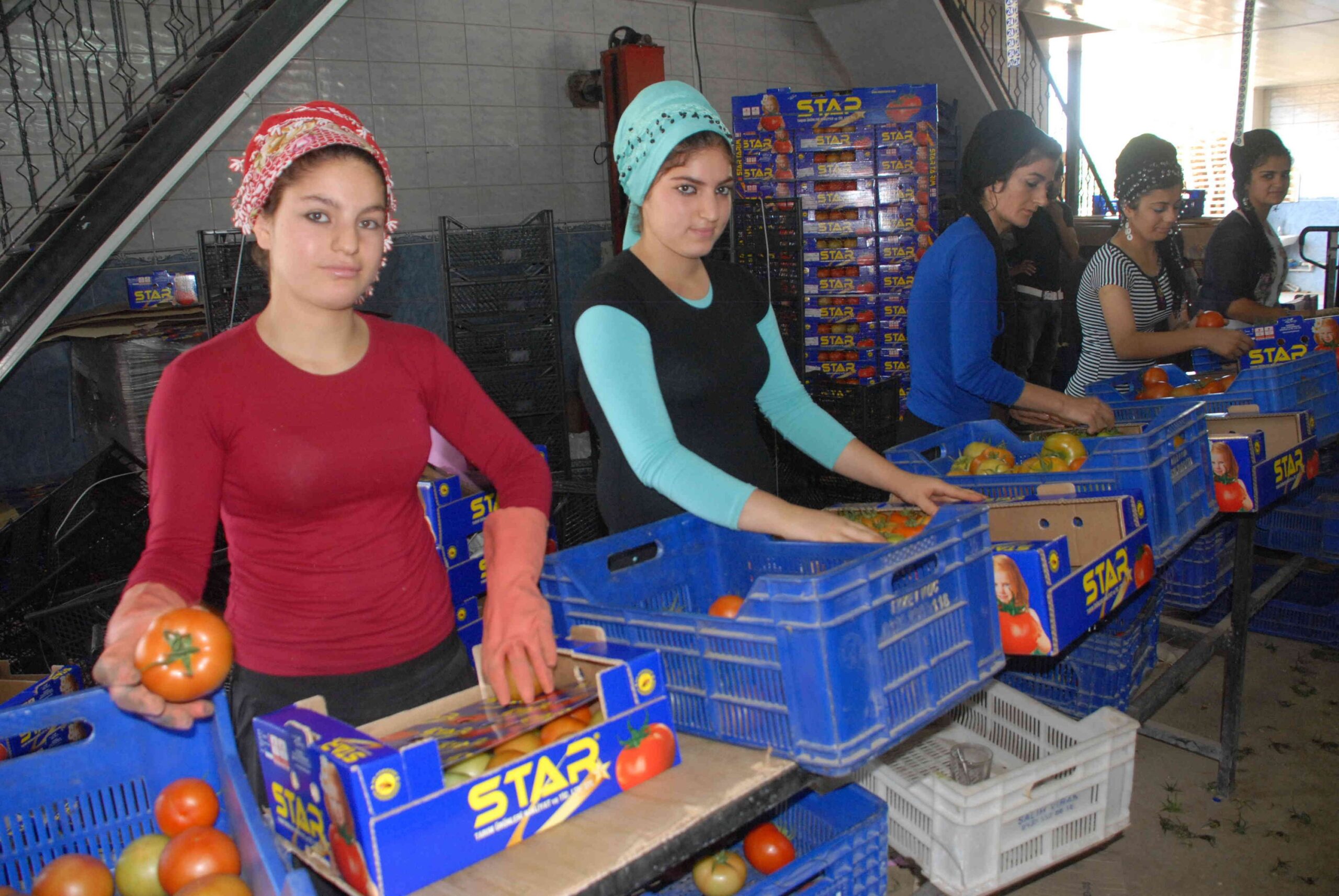 Su ürünleri, narenciye ve madencilik sektöründe Ege Bölgesinde önemli bir