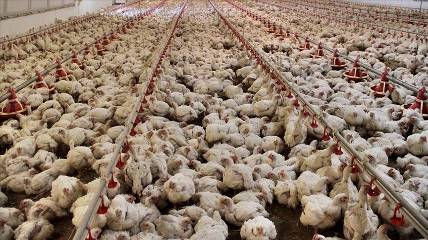 
Türkiye genelinde tavuk eti üretimi, Mart’ta geçen yılın aynı ayına
