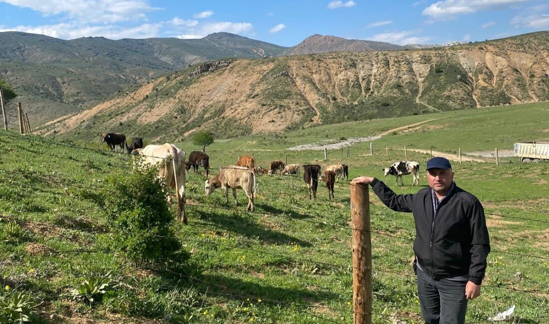 Afyonkarahisar’ın Çay ilçesinde bulunan Gökoluk Yaylası, büyükbaş hayvan kabulü başladı.