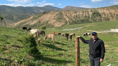 Afyonkarahisar’ın Çay ilçesinde bulunan Gökoluk Yaylası, büyükbaş hayvan kabulü başladı.