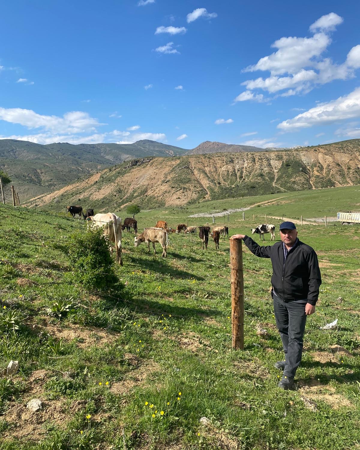 Afyonkarahisar’ın Çay ilçesinde bulunan Gökoluk Yaylası, büyükbaş hayvan kabulü başladı.