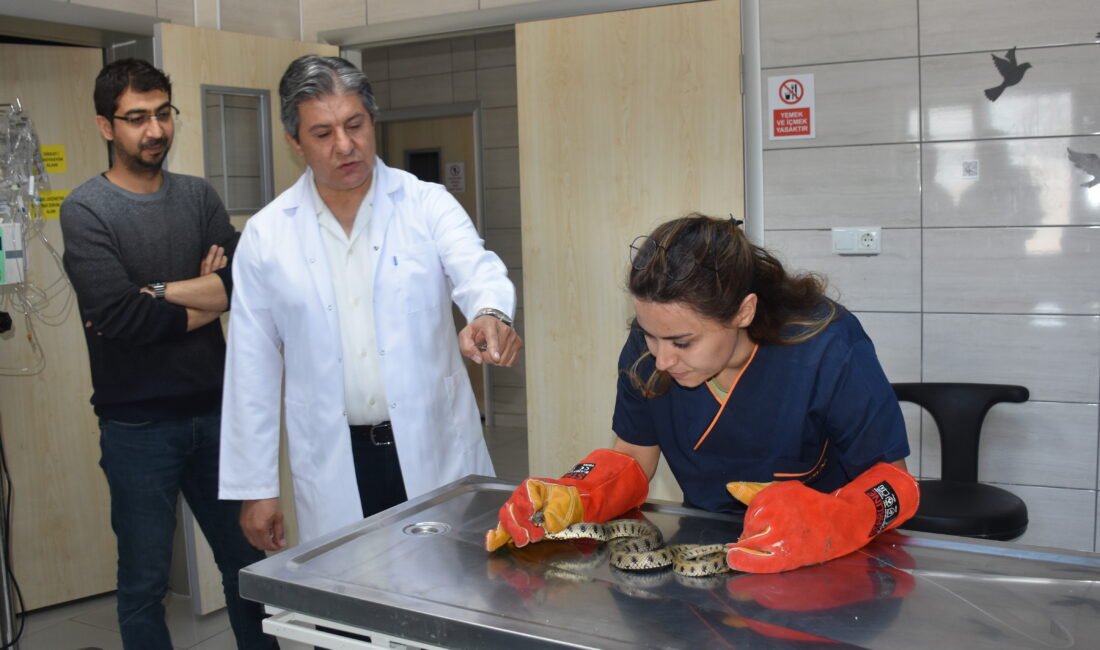 Afyon Kocatepe Üniversitesi (AKÜ) Yaban Hayatını Kurtarma Rehabilitasyon Eğitim Uygulama