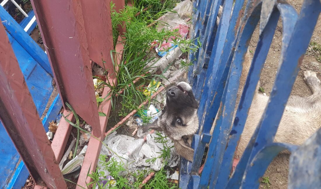  Kahramanmaraş'ta demir korkuluklara sıkışan köpek, itfaiye ekipleri tarafından kurtarıldı.