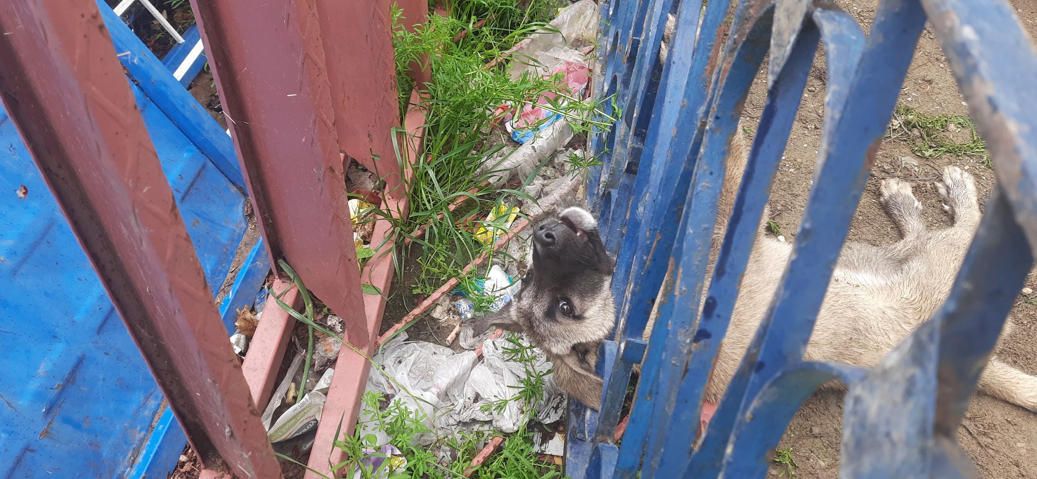  Kahramanmaraş'ta demir korkuluklara sıkışan köpek, itfaiye ekipleri tarafından kurtarıldı.