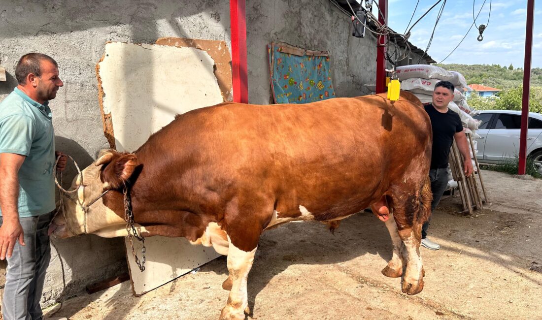 Araba fiyatına hayvan! Kurban Bayramı'na günler kala Bursa'nın İznik ilçesinde bir besi çiftliğinde