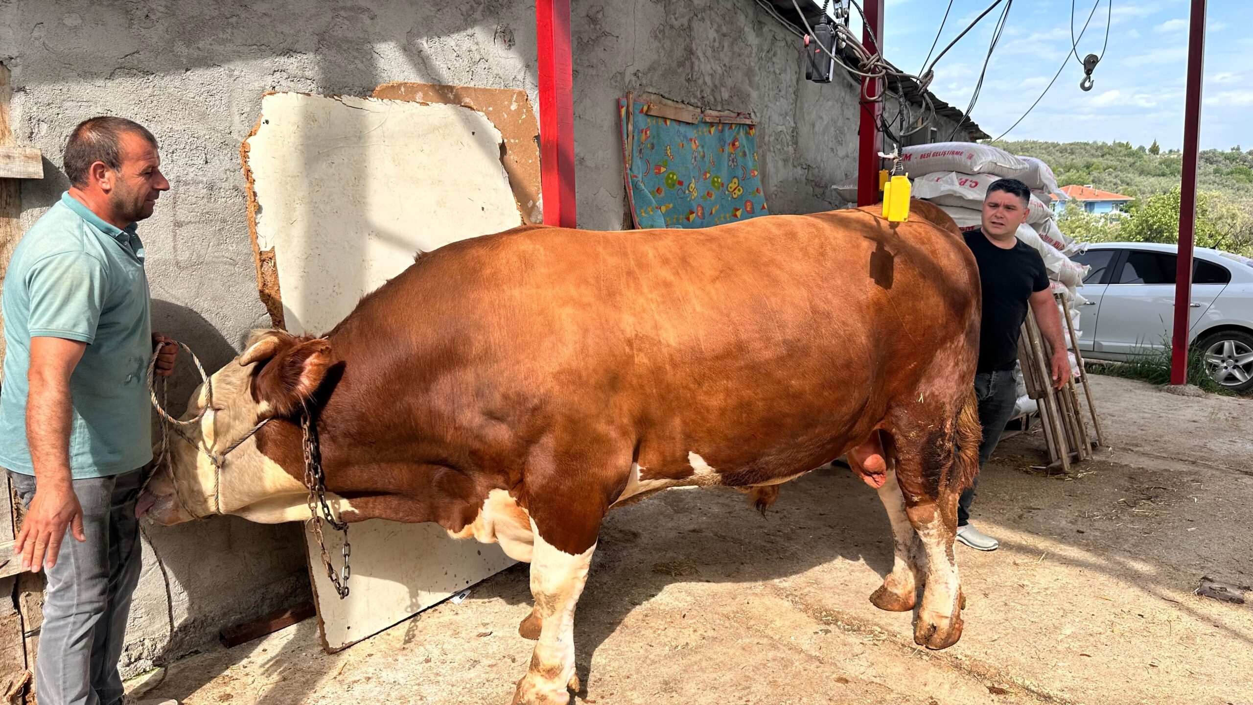 Kurban Bayramı'na günler kala Bursa'nın İznik ilçesinde bir besi çiftliğinde