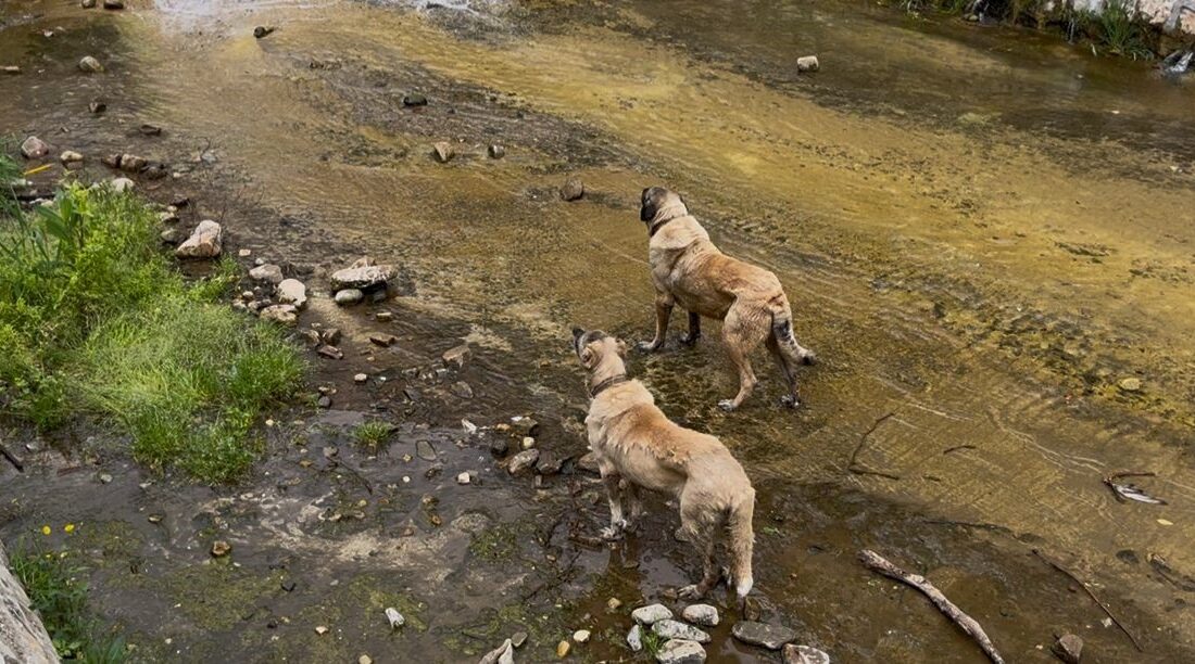 Bursa'nın Osmangazi ilçesinde derede mahsur kalan 2 Kangal cinsi köpek