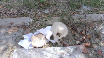 Adana'da çöp konteynerinde bulunan insan kafatasının sırrı çözüldü. Uzman Doktor