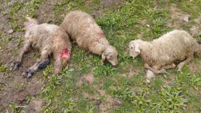 Erzincan’ın Tercan ilçesinde ağıla giren kurtlar, 15 kuzuyu telef etti.