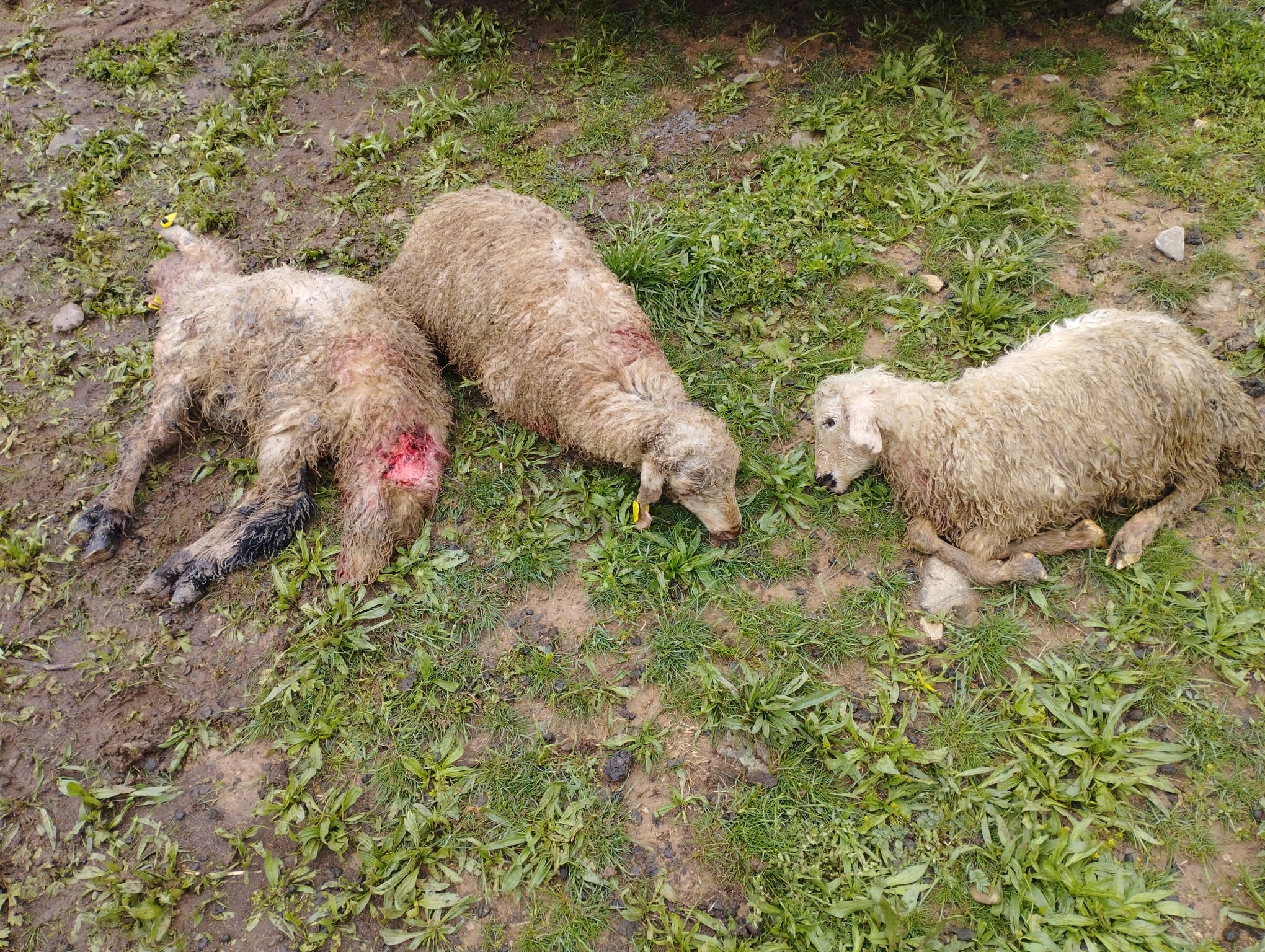 Erzincan’ın Tercan ilçesinde ağıla giren kurtlar, 15 kuzuyu telef etti.