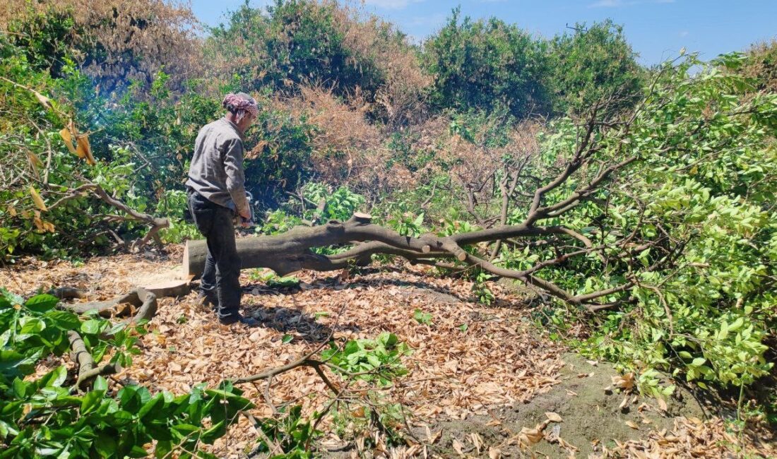 Hatay’ın Erzin ilçesinde yaşanan şubat ayı don afeti, narenciye üreticilerini