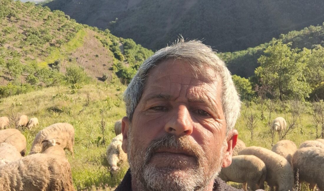 Yörük kültürünün yaşatıldığı Aydın’da çobanların yayla göçü bu yıl yaklaşık