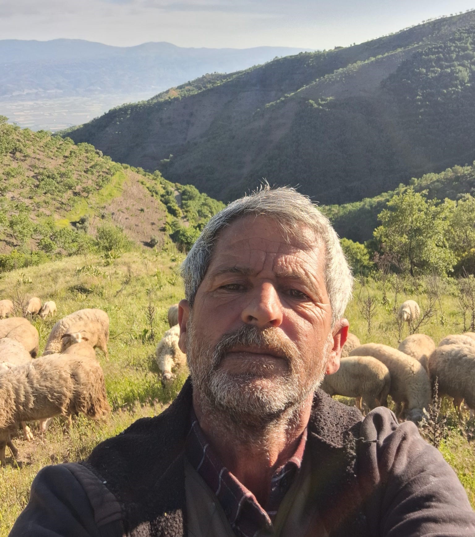 Yörük kültürünün yaşatıldığı Aydın’da çobanların yayla göçü bu yıl yaklaşık