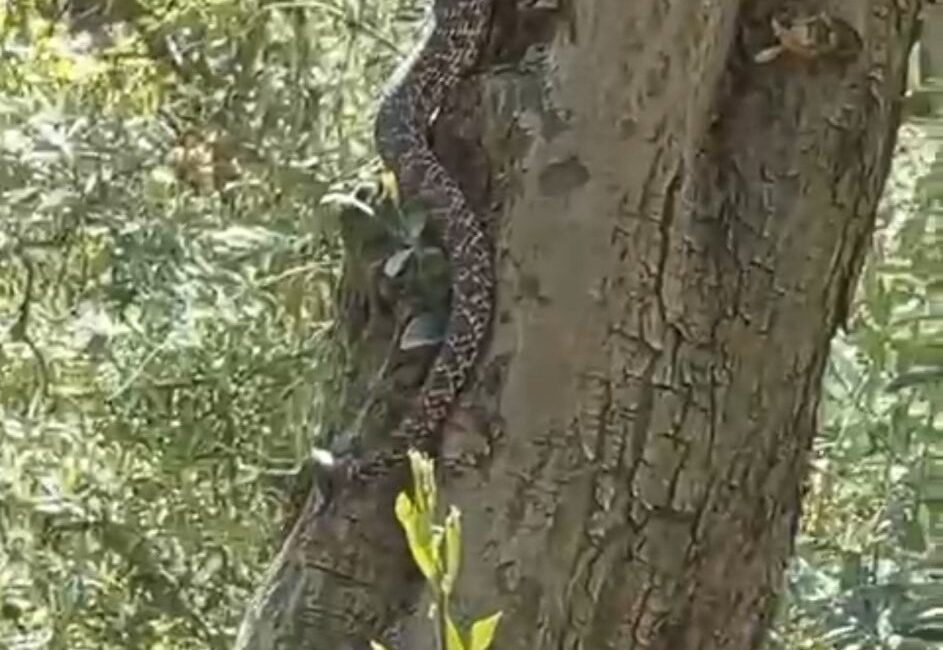 Bursa'nın İznik ilçesinde zeytin ağacının üstünde görülen 2,5 metre uzunluğundaki