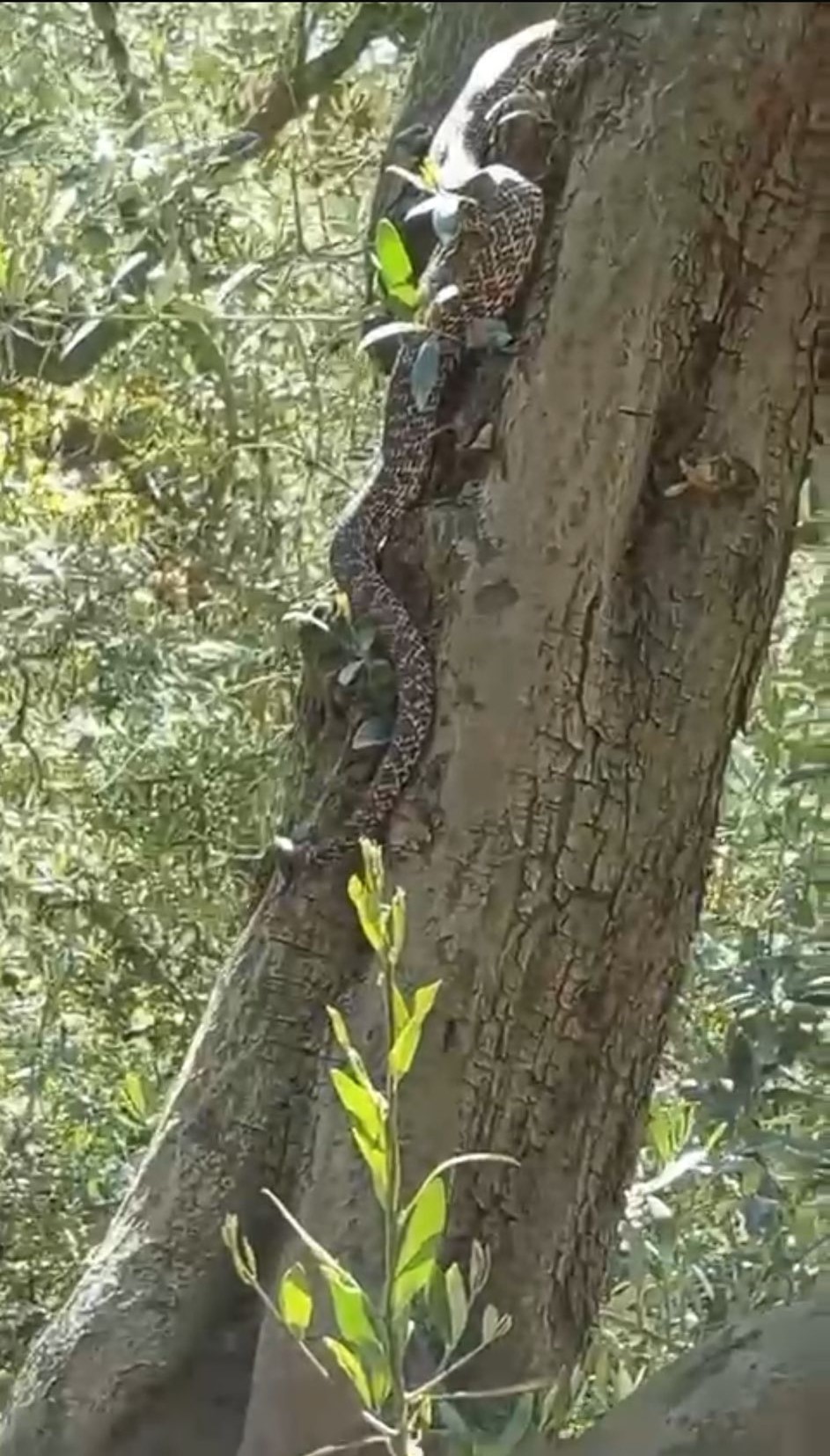 Bursa'nın İznik ilçesinde zeytin ağacının üstünde görülen 2,5 metre uzunluğundaki