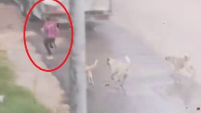 Bursa'nın İnegöl ilçesinde başıboş köpek sürüsü çocuğa saldırdı. Koşarak köpeklerden
