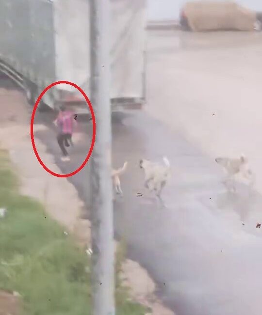 Bursa'nın İnegöl ilçesinde başıboş köpek sürüsü çocuğa saldırdı. Koşarak köpeklerden