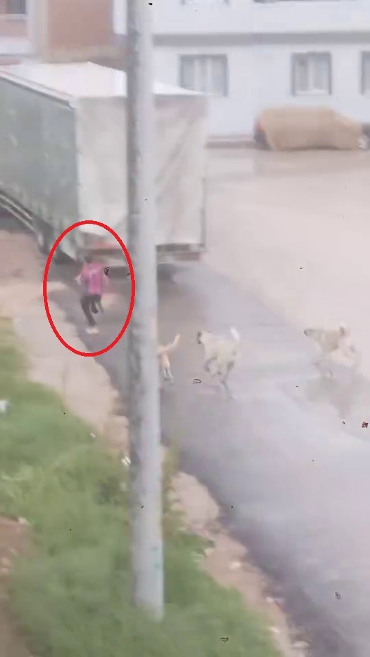 Bursa'nın İnegöl ilçesinde başıboş köpek sürüsü çocuğa saldırdı. Koşarak köpeklerden