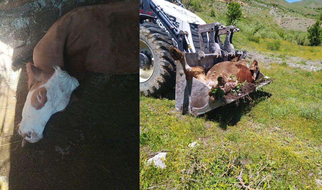  Hakkari’nin Yukarı Merzan Mahallesi'nde yaşayan 4 çocuk annesi Besima Açar,