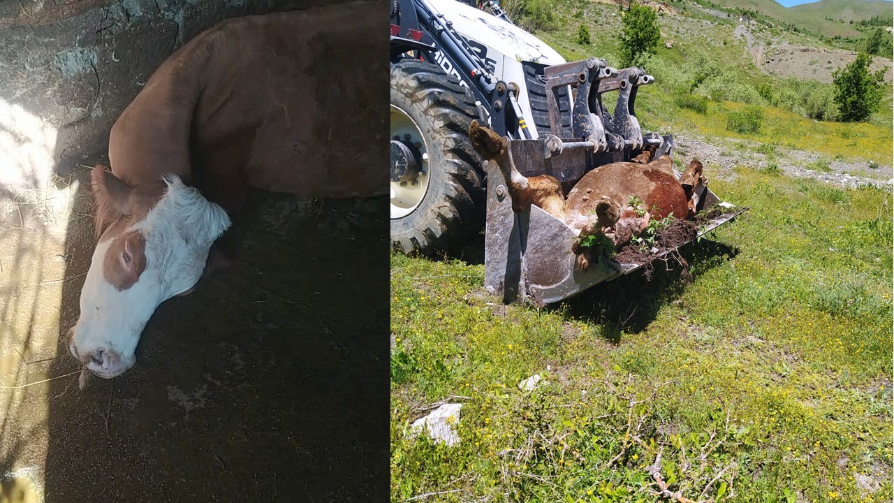  Hakkari’nin Yukarı Merzan Mahallesi'nde yaşayan 4 çocuk annesi Besima Açar,