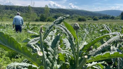 Bursa’nın dünyaca ünlü Hasanağa Enginarı, bu kez başarısıyla değil, yaşanan