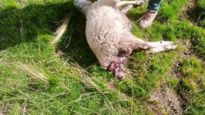 Van’ın Muradiye ilçesinde sürüye saldıran kurtlar, kuzuları telef etti.