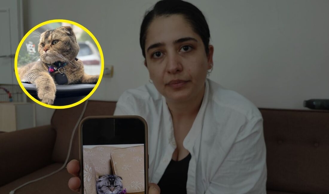 Adana’da yaşayan bir kadın, kaybolan kedisi Dibalo’yu bulana 15 bin