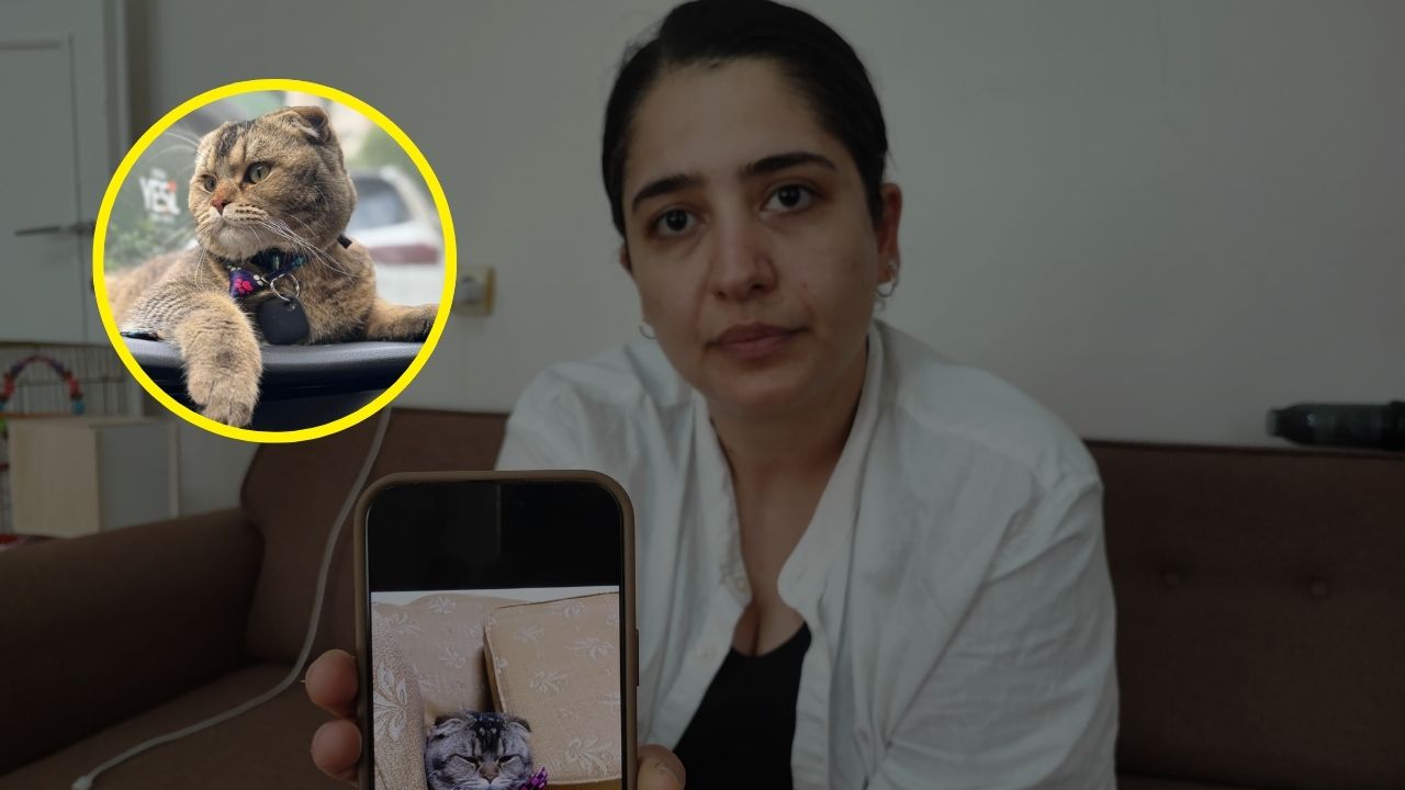 Adana’da yaşayan bir kadın, kaybolan kedisi Dibalo’yu bulana 15 bin