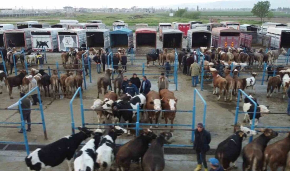 Kurban Bayramı’nın yaklaşmasıyla birlikte Afyonkarahisar genelinde kurbanlık hayvan satışlarında hareketlilik