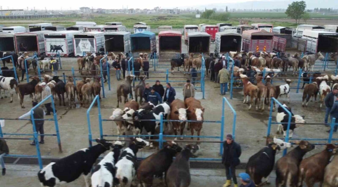 Kurban Bayramı’nın yaklaşmasıyla birlikte Afyonkarahisar genelinde kurbanlık hayvan satışlarında hareketlilik