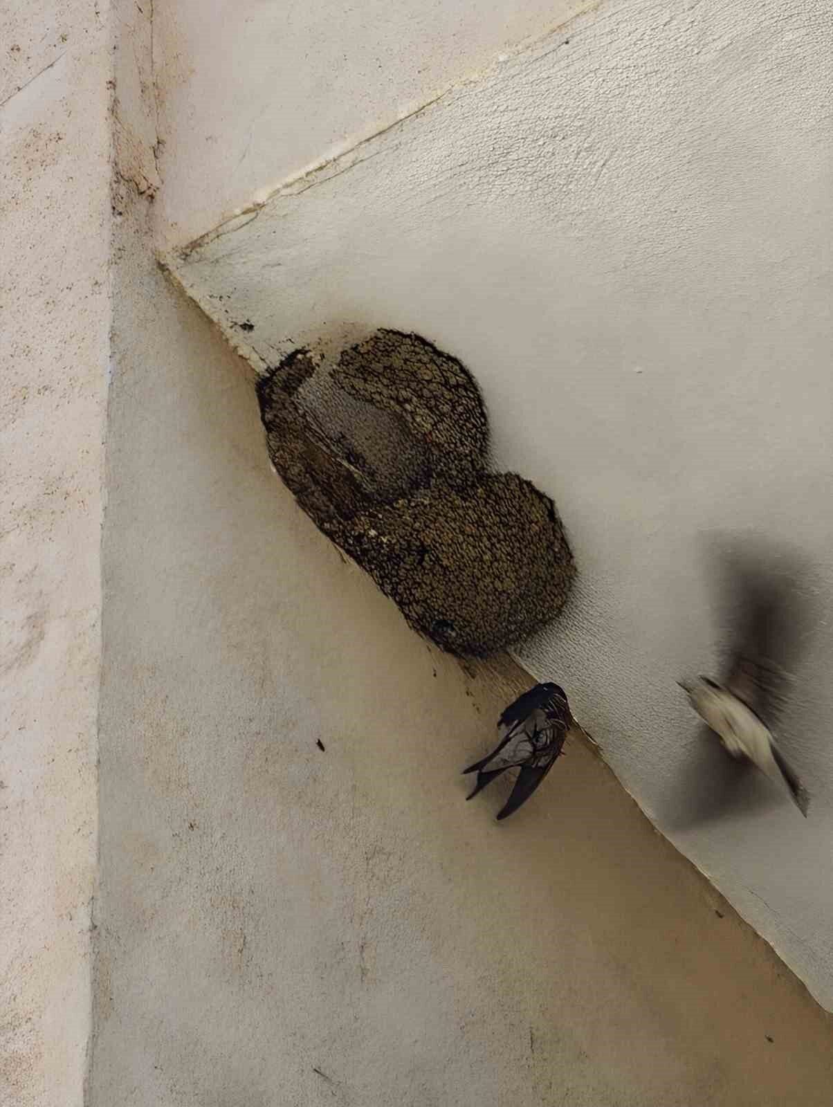 Bilecik’te bir evin balkonunda yuva yaparken, ayak tırnağı ipe takılan