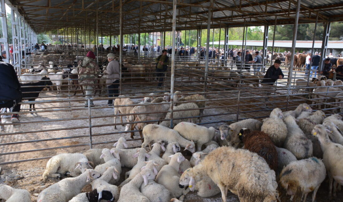 Uşak’ın Banaz ilçesinde cumartesi günleri kurulan ve bulaşıcı hastalık sebebiyle