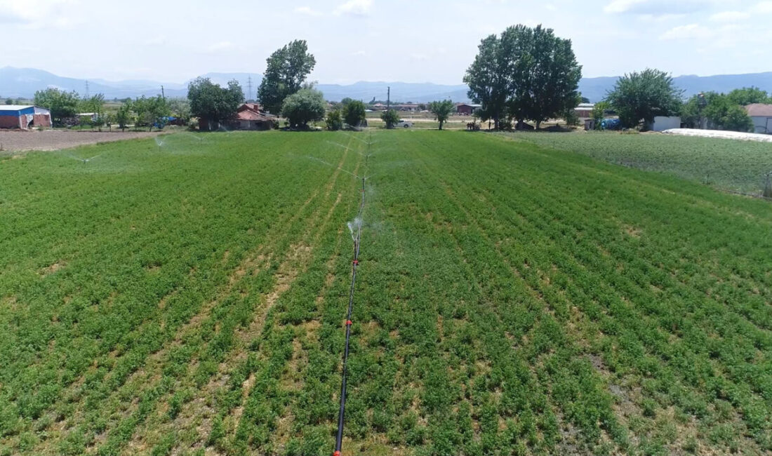 Barajın suyu bu yıl tarlalarla buluşacak Balta, yaptığı yazılı açıklamada, Bergama'daki Musacalı Barajı sulama projesini tamamlamak