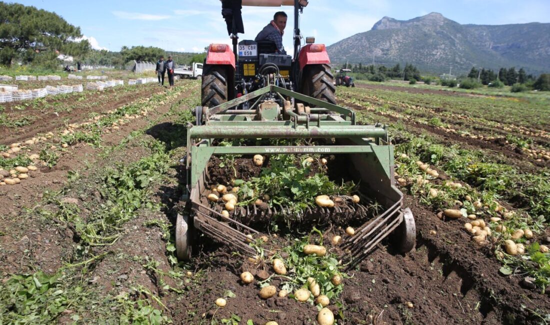 Muğla'nın Datça ilçesinde turfanda patates üretimi yapılan tarlalarda hasat yapılıyor.
