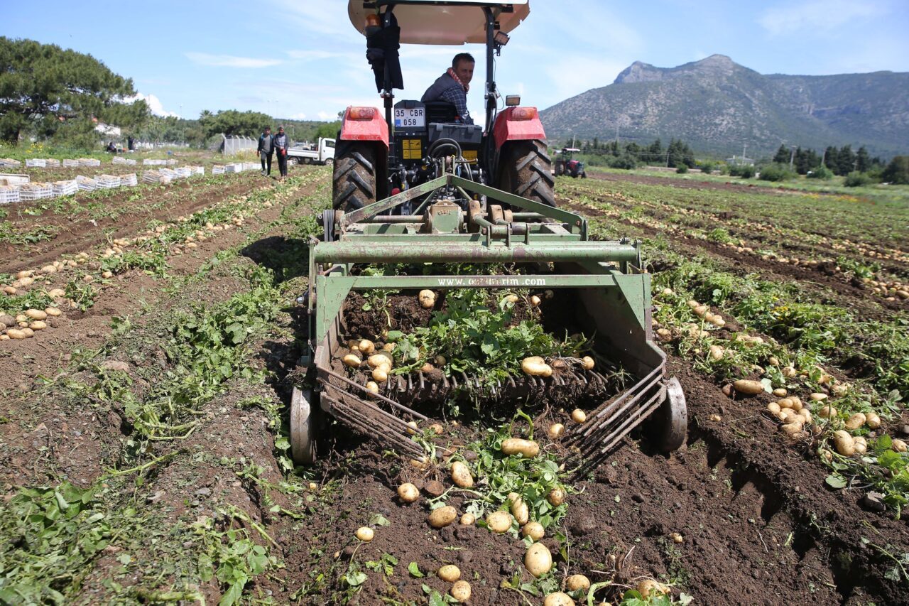 Muğla'nın Datça ilçesinde turfanda patates üretimi yapılan tarlalarda hasat yapılıyor.