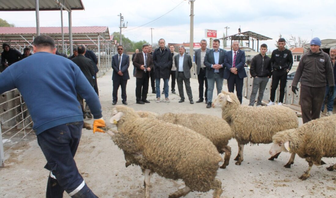 Çay ilçesinde "Sürdürebilir Koyun" projesi kapsamında üreticilere koyun dağıtıldı.